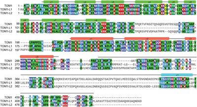 Protein Trafficking or Cell Signaling: A Dilemma for the Adaptor Protein TOM1